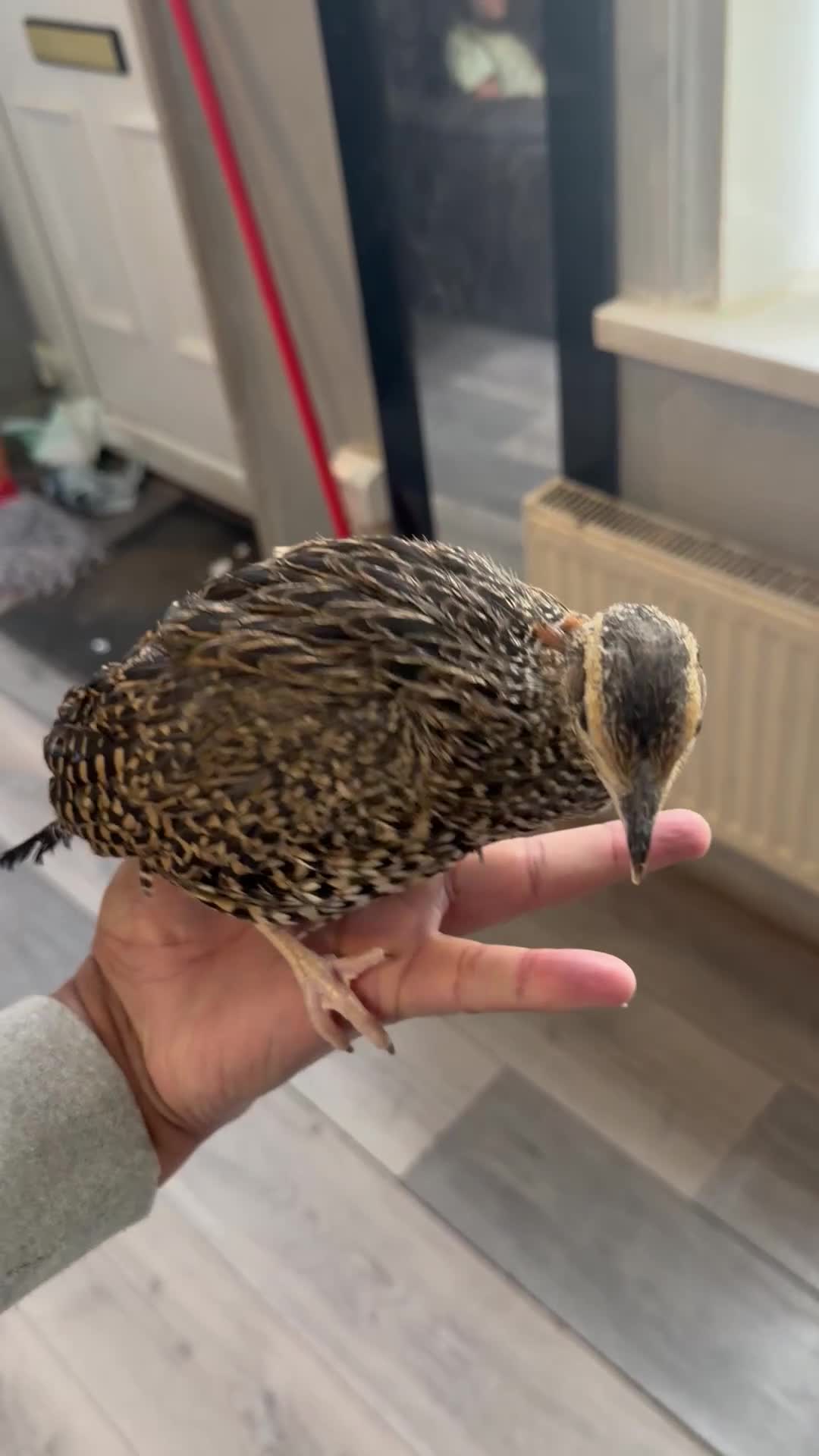 Pheasants poultry for sale: Black francolin females for sale  - Video 1