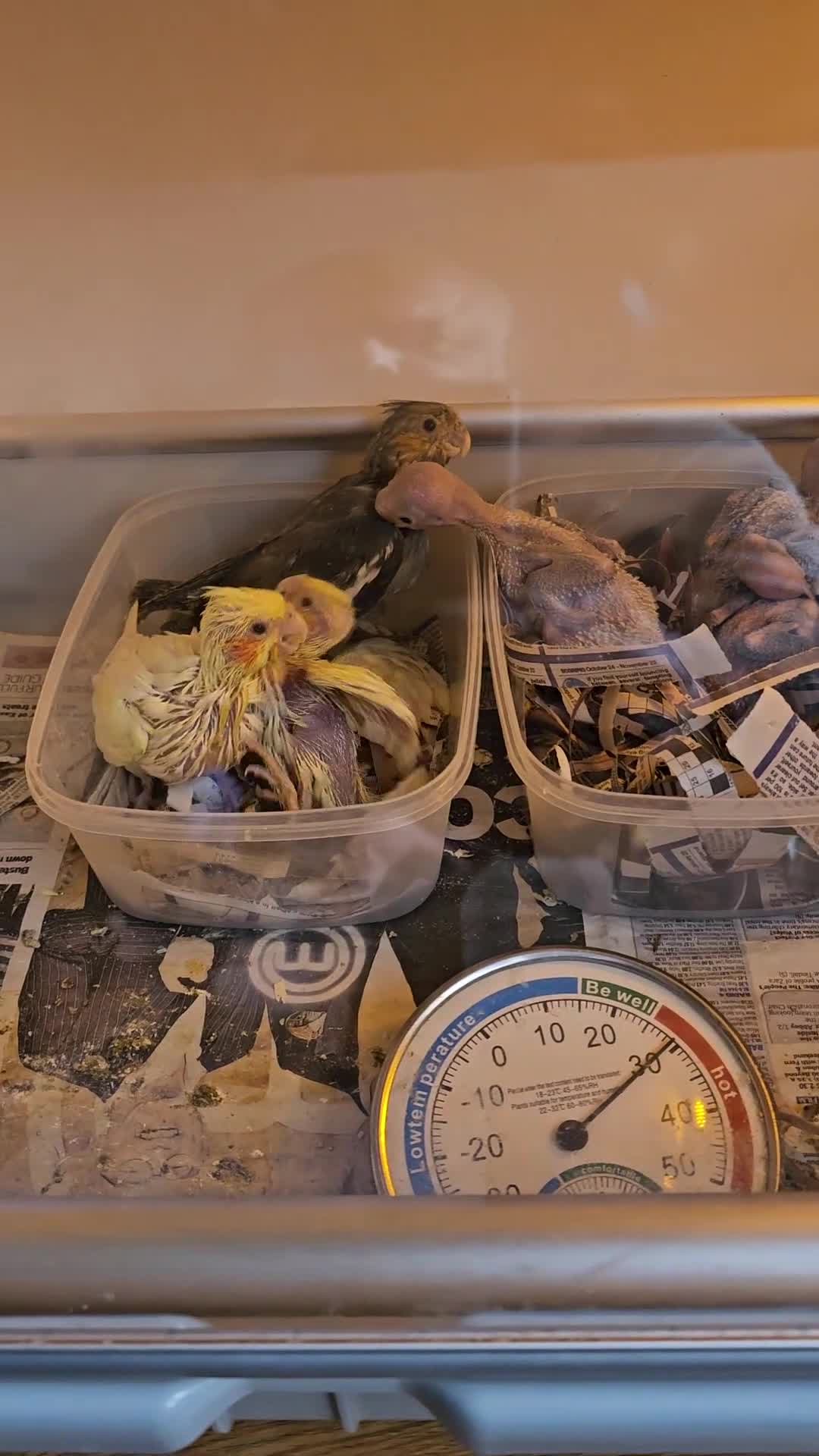 Cockatiels birds for sale: Cockatiel - Video 1
