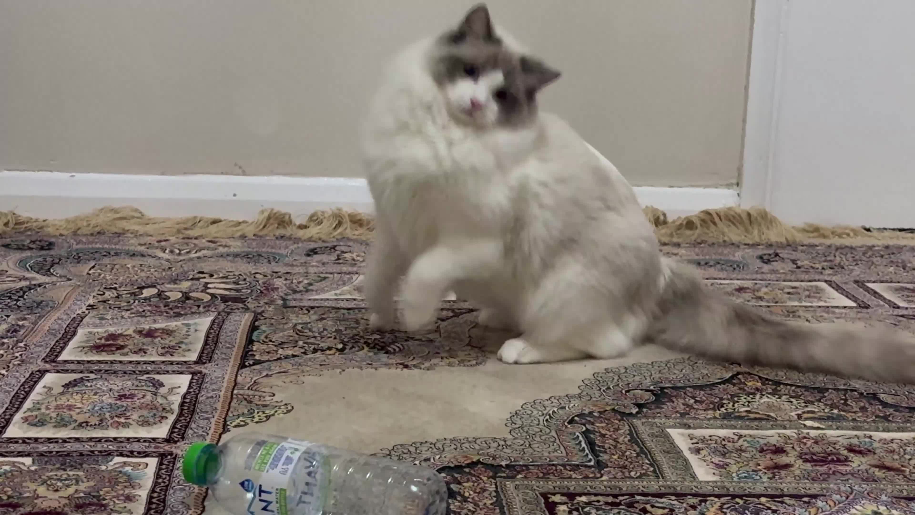 Ragdoll cats for sale: Male Ragdoll 1.3 years old - Video 2