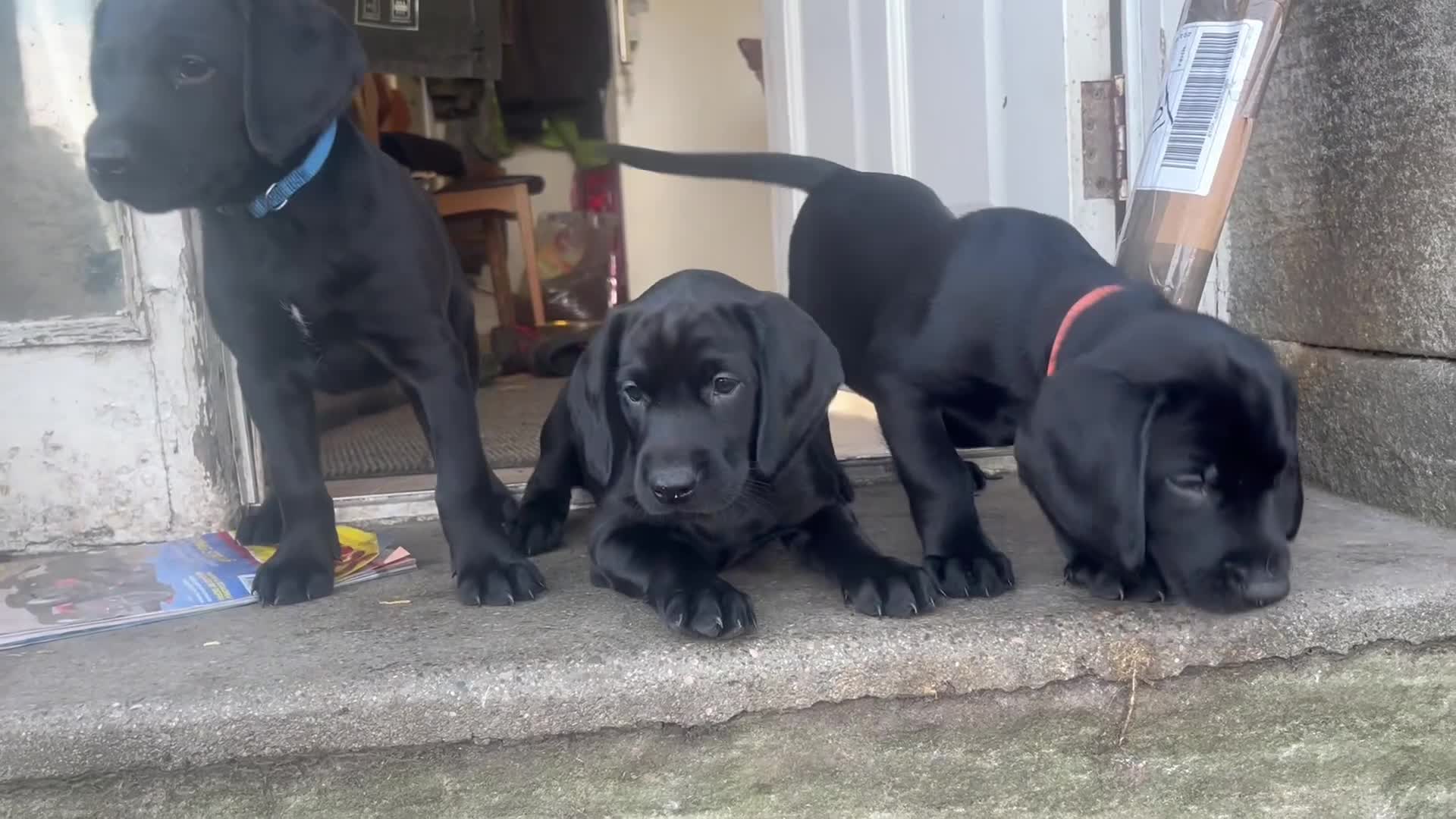 Springador dogs for sale: 3 beautiful 1/4 spaniel Labradors - Video 1
