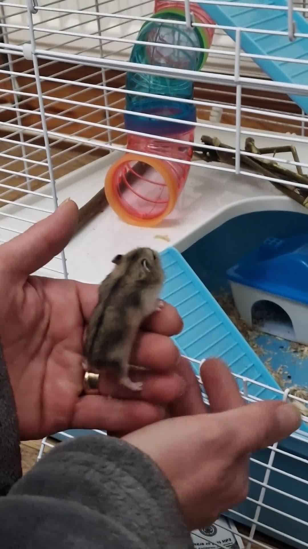 Hamster rodents for sale: Baby Dwarf Hamsters 🐹 in Wrexham - Video 1