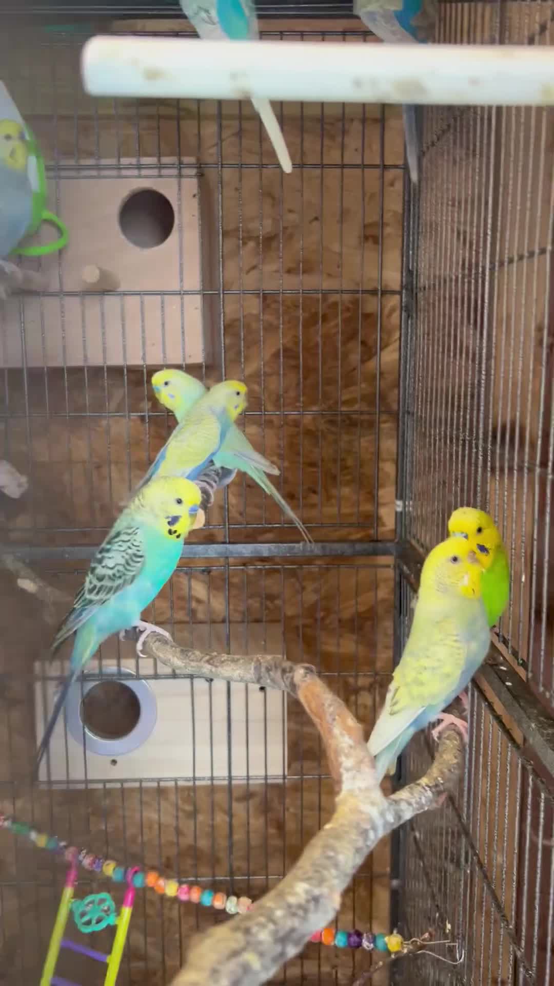 Budgerigars birds for sale: Budgies  in Dewsbury - Video 1