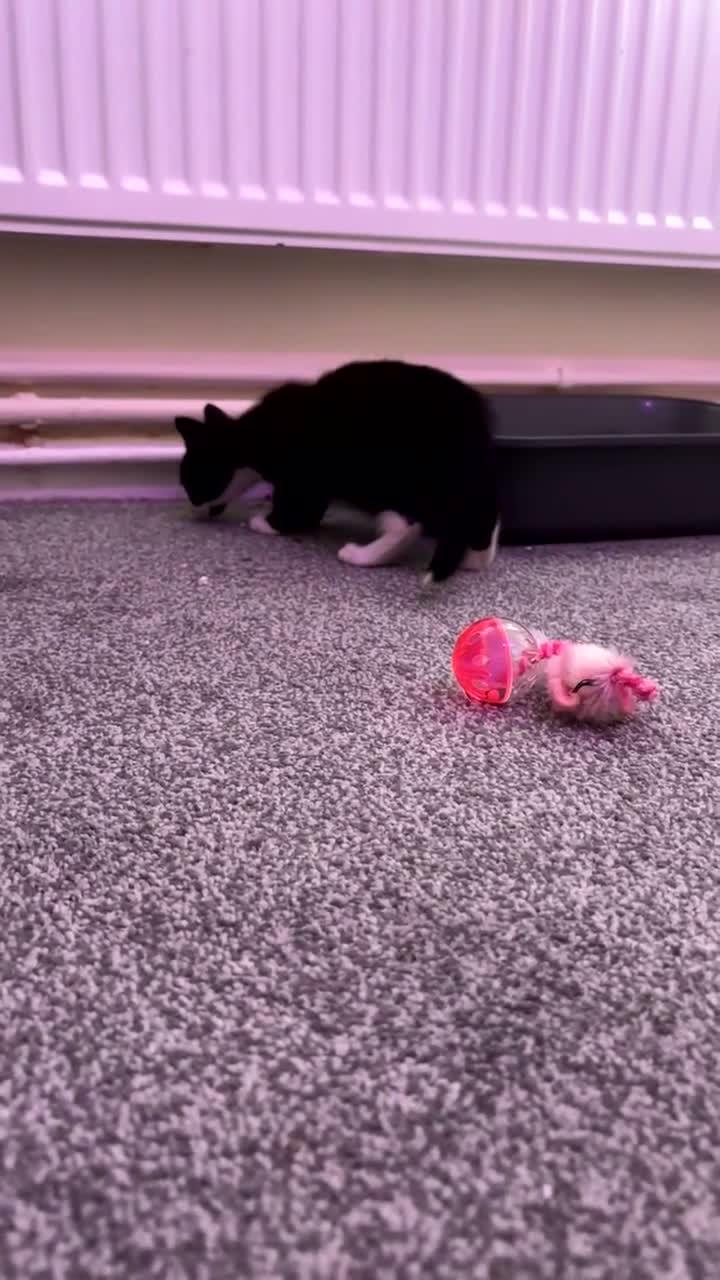 Mixed Breed cats for sale: Black and white cat - Video 5