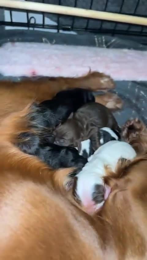 Cocker Spaniel dogs for sale: Stunning mixed colour cocker spaniels - Video 1