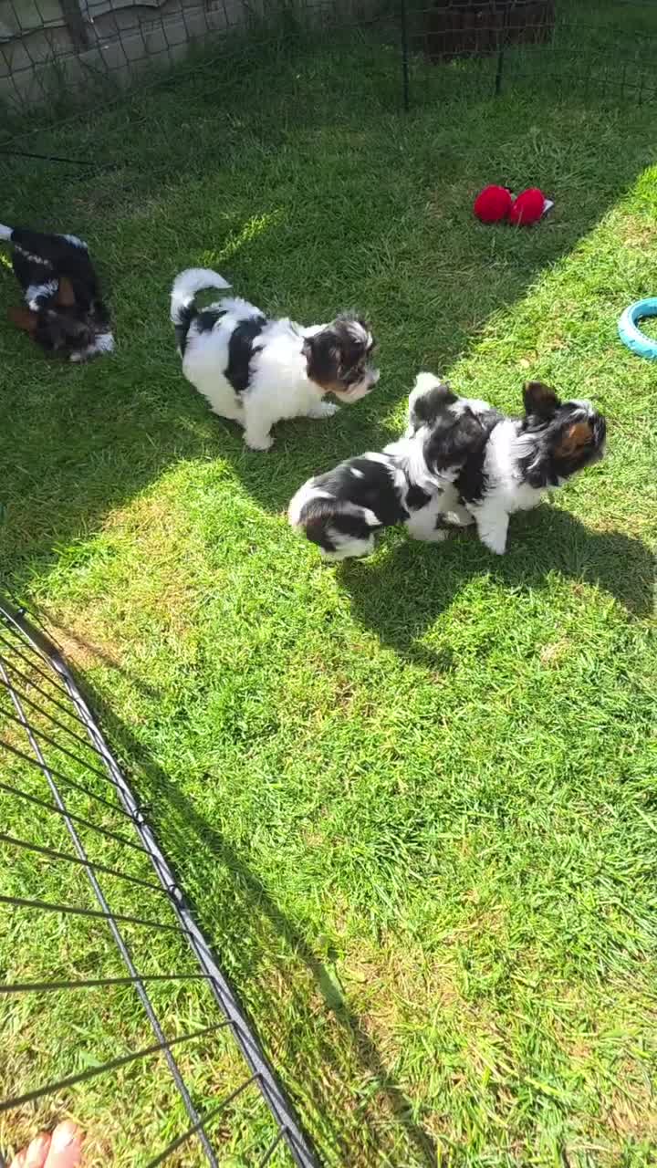 Biewer Terrier dogs for sale: Purebred Biewer Terrier Puppies - Video 1