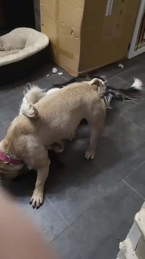 Border Collie dogs for adoption: ❤️Millie fabulous  18-month-old Border Collie ❤️ - Video 3