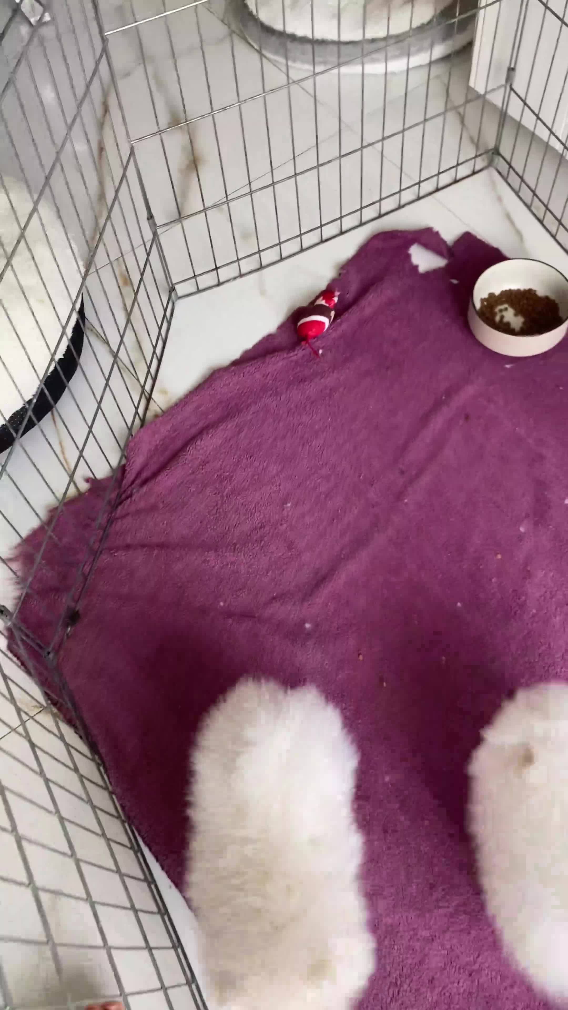 Pomeranian dogs for sale: Snow White Pomeranians in Gainsborough - Video 1