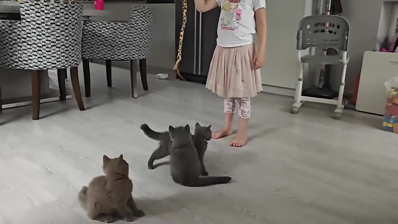 British Shorthair cats for sale: British shorthair blue / lilac kittens  - Video 3