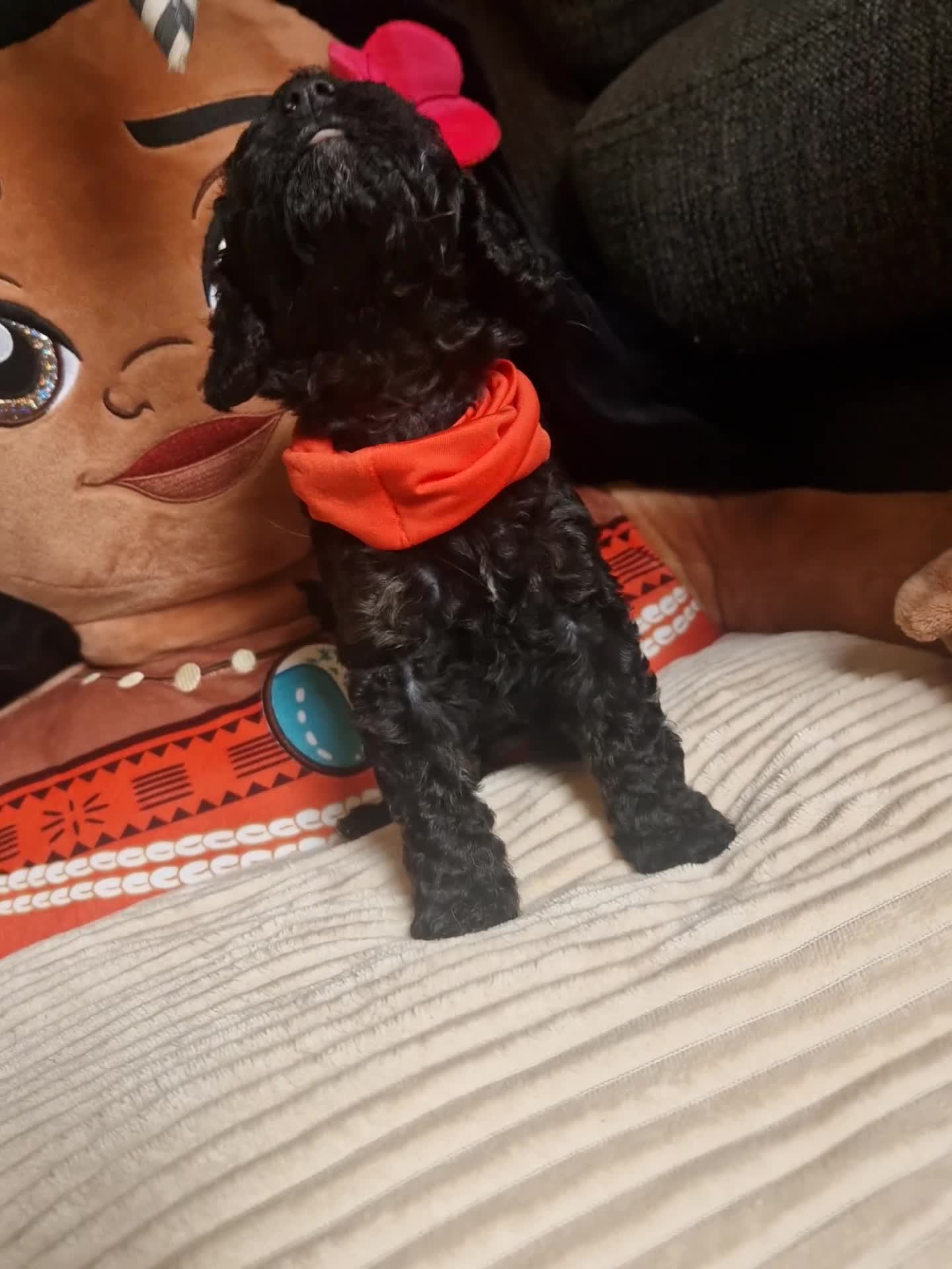Cockapoo dogs for sale: 🐾💕 BEAUTIFUL COCKAPOOIES  💕🐾 - Video 3