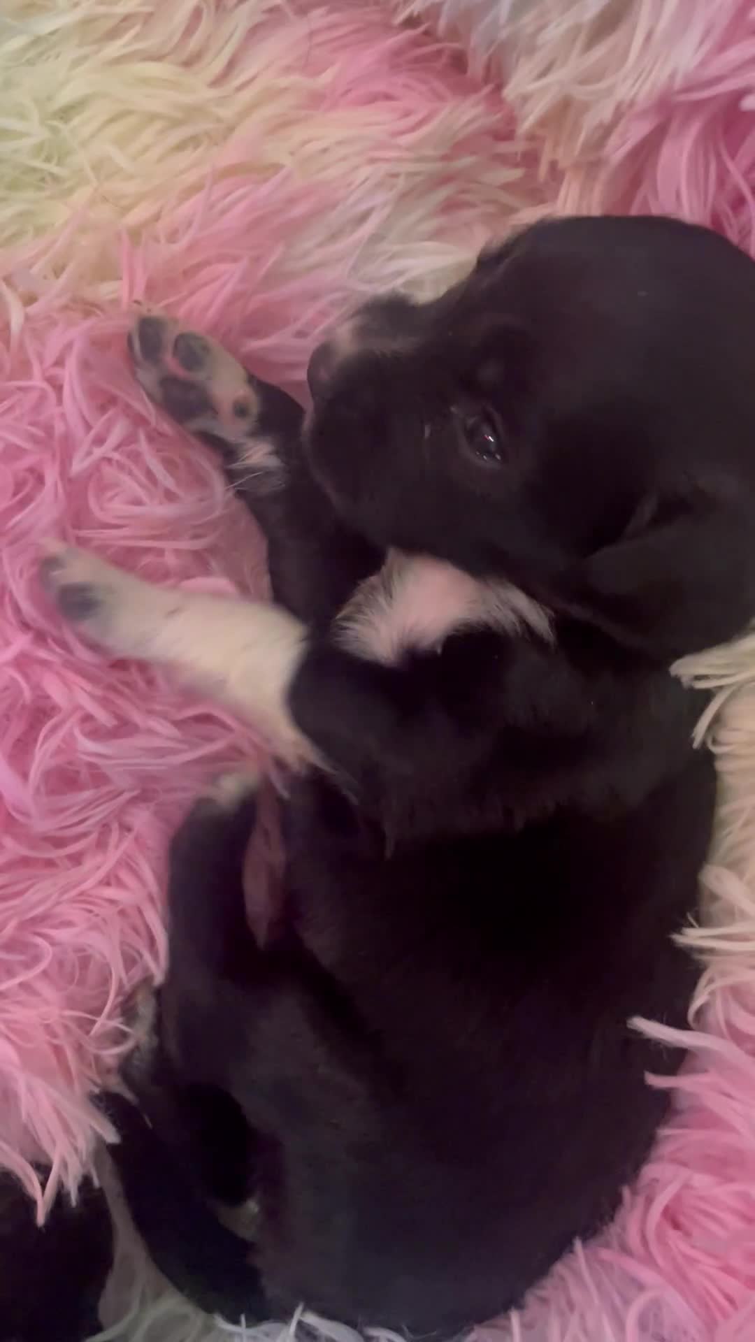 Mixed Breed dogs for sale: Cocker Collie puppies  - Video 4