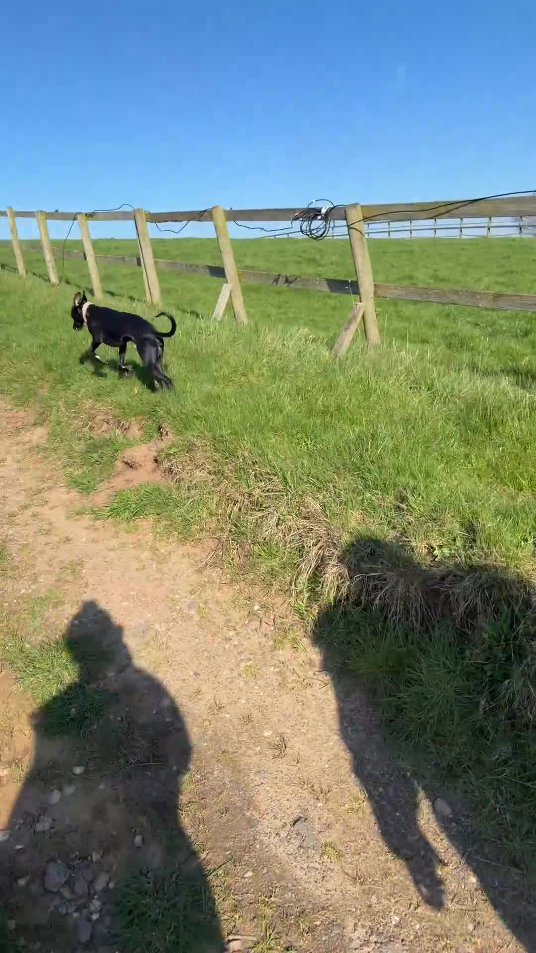 Whippet dogs for stud: Jett Black - Video 3