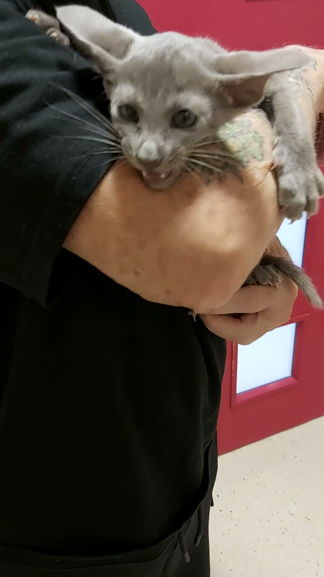 Oriental cats for sale: FULL Pedigree Oriental XL size ears GCCF - Video 1