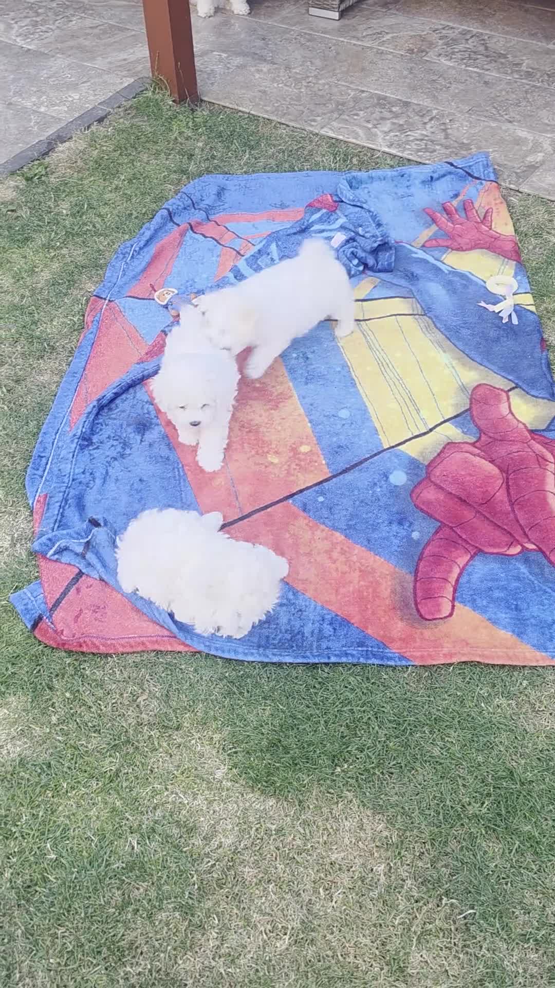 Bichon Frise dogs for sale: KC Bichon Frise ready to go - Video 1