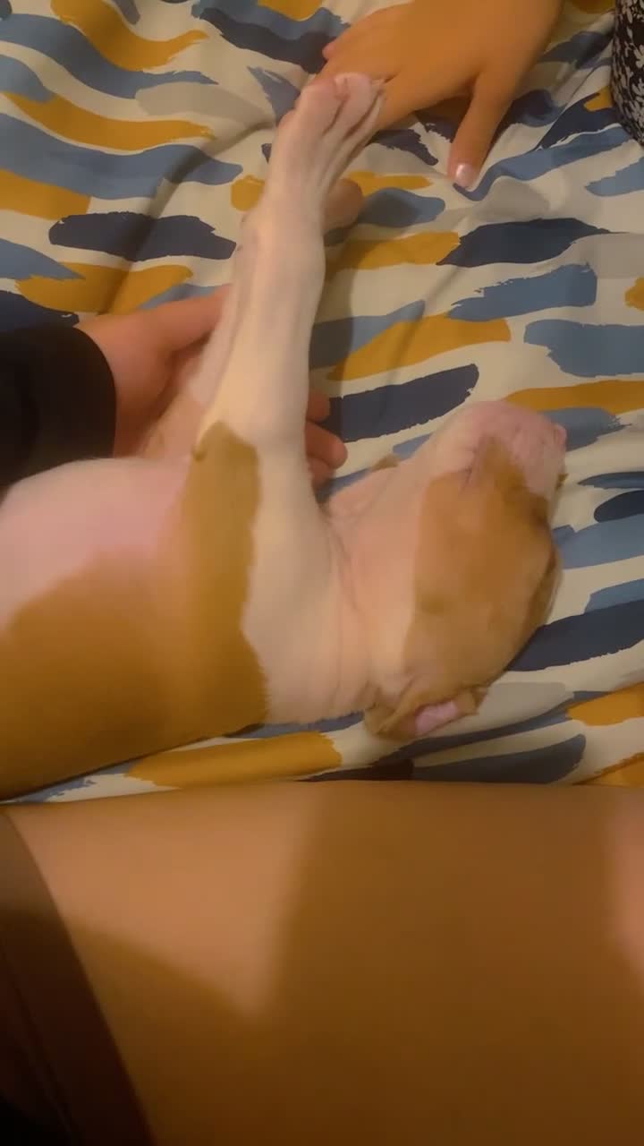 Mixed Breed dogs for sale: 2 beautiful Staffordshire bull terrier mix - Video 1