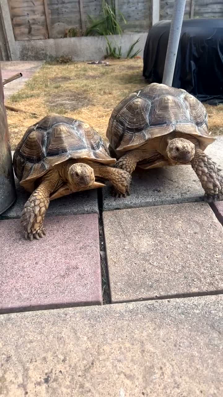 Tortoise reptiles for sale: Two large tortoises 🐢  - Video 2