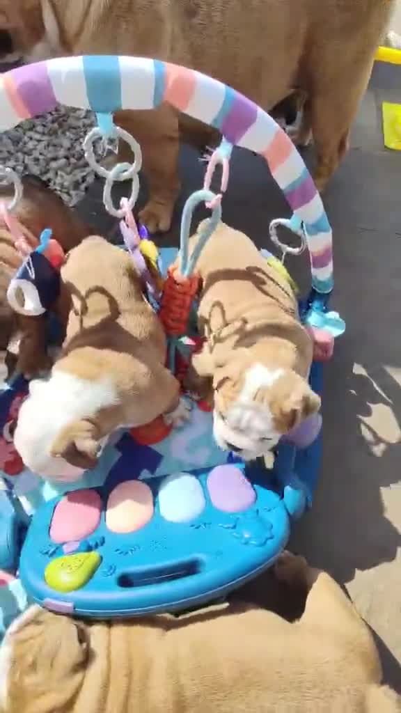 English Bulldog dogs for sale: KC Reg.English Bulldog puppies - Video 3