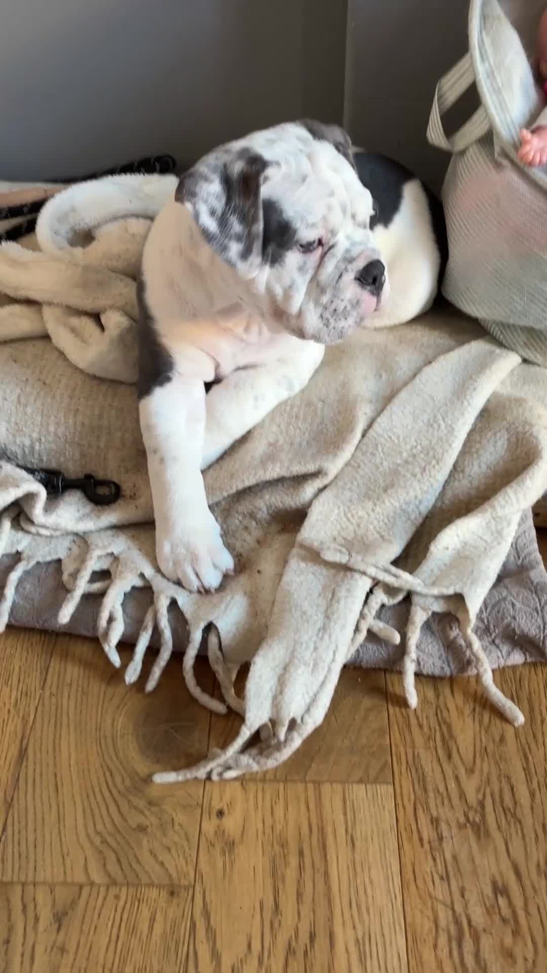 Mixed Breed dogs for sale: Old English x mammutt bulldogs for sale  - Video 2