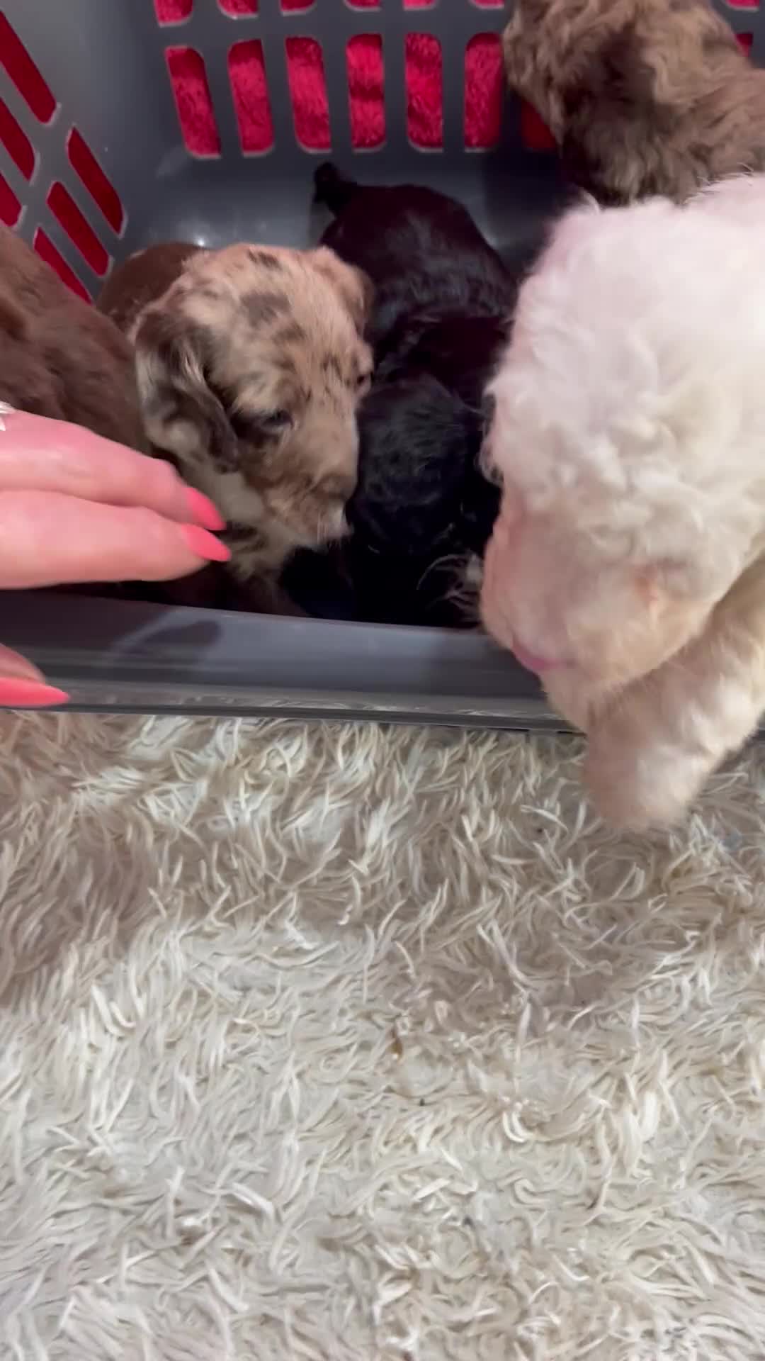 Mixed Breed dogs for sale: Little Beauties - Video 1