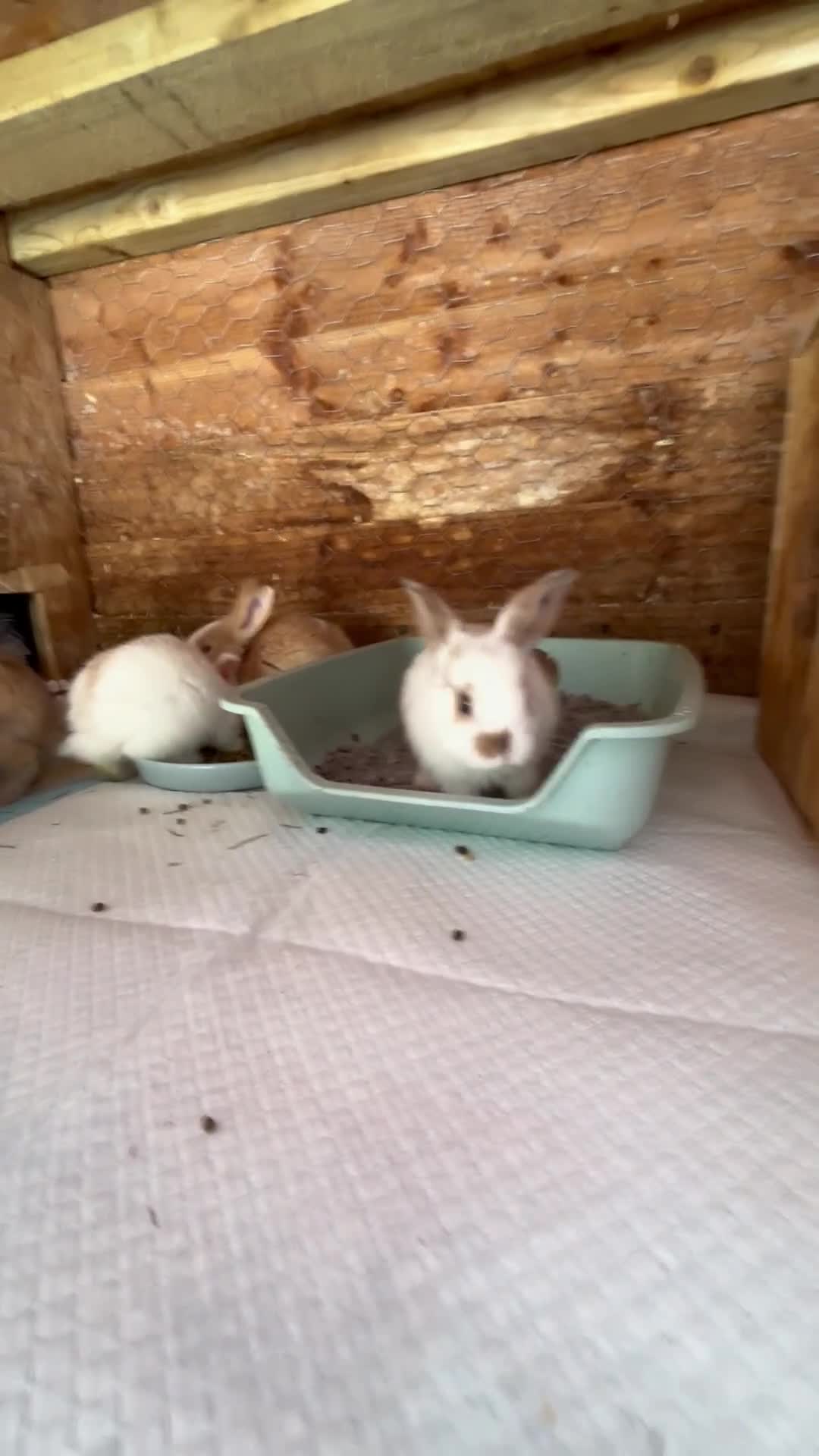 Mini Lop rabbits for sale: Mini Lops & H/LopxLion nearly7w Read description) - Video 2