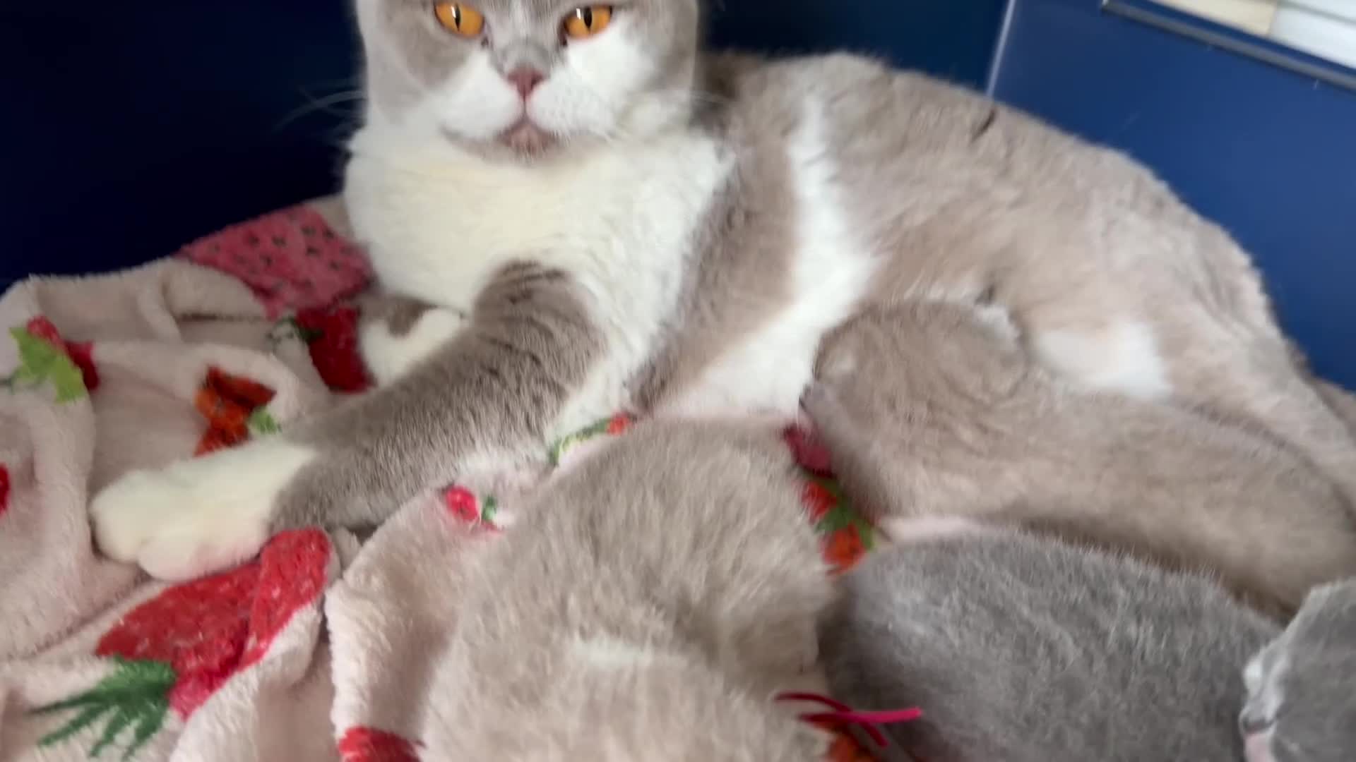 British Shorthair cats for sale: GCCF BRITISH SHORTHAIR KITTENS  - Video 1