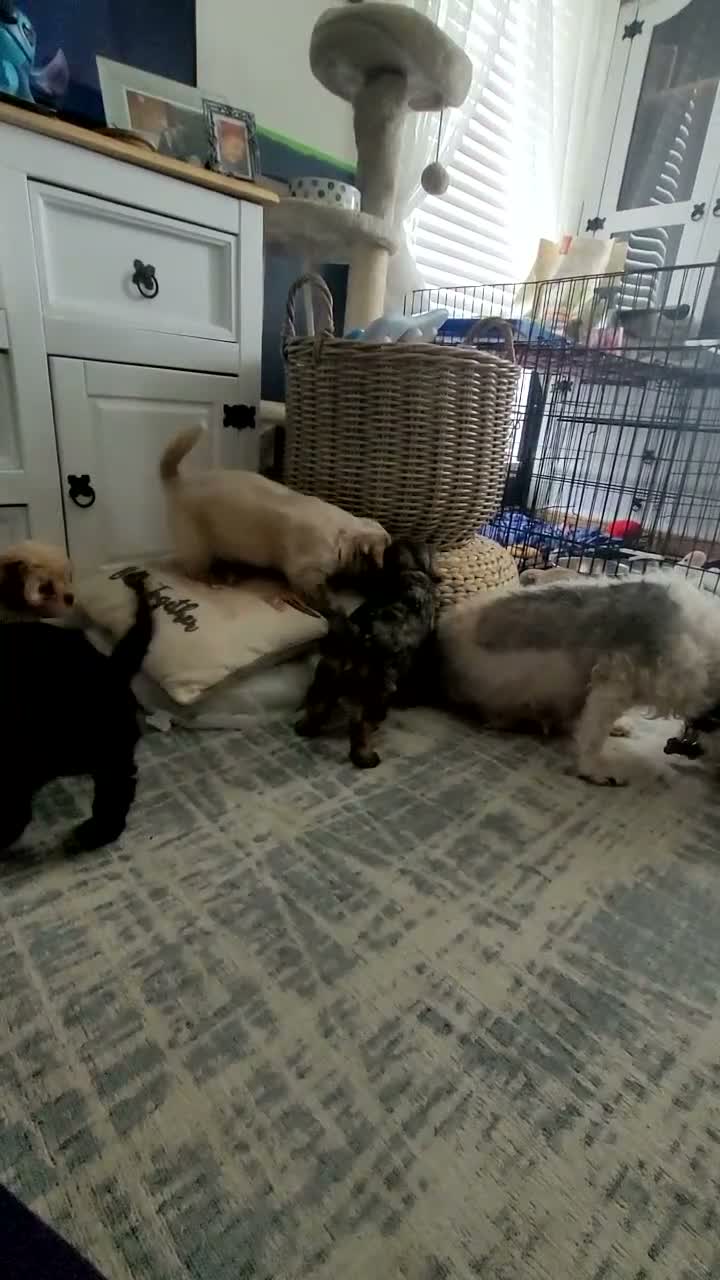 Cavapoo dogs for sale: F2 Cavapoo puppies in Forfar - Video 1