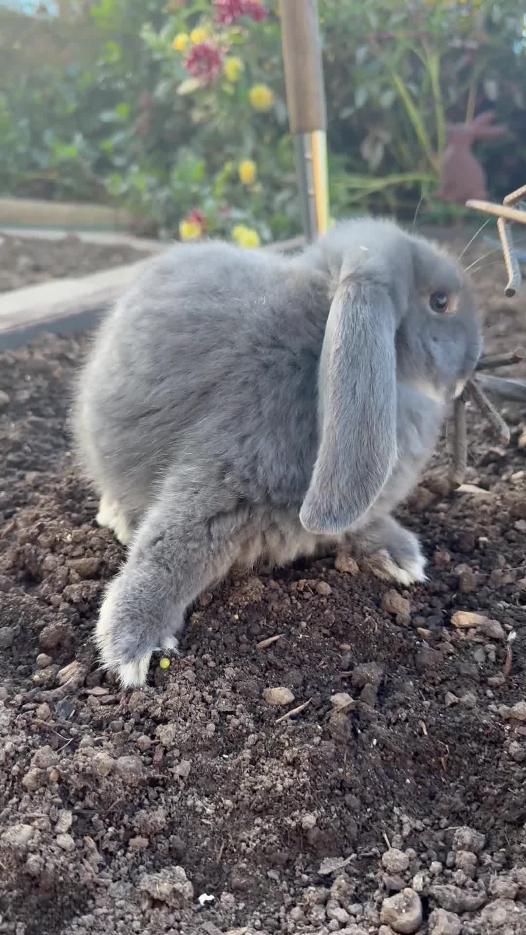 French Lop rabbits for sale: 3 Giant French Lops Bunnies 🐰🩵 - Video 1