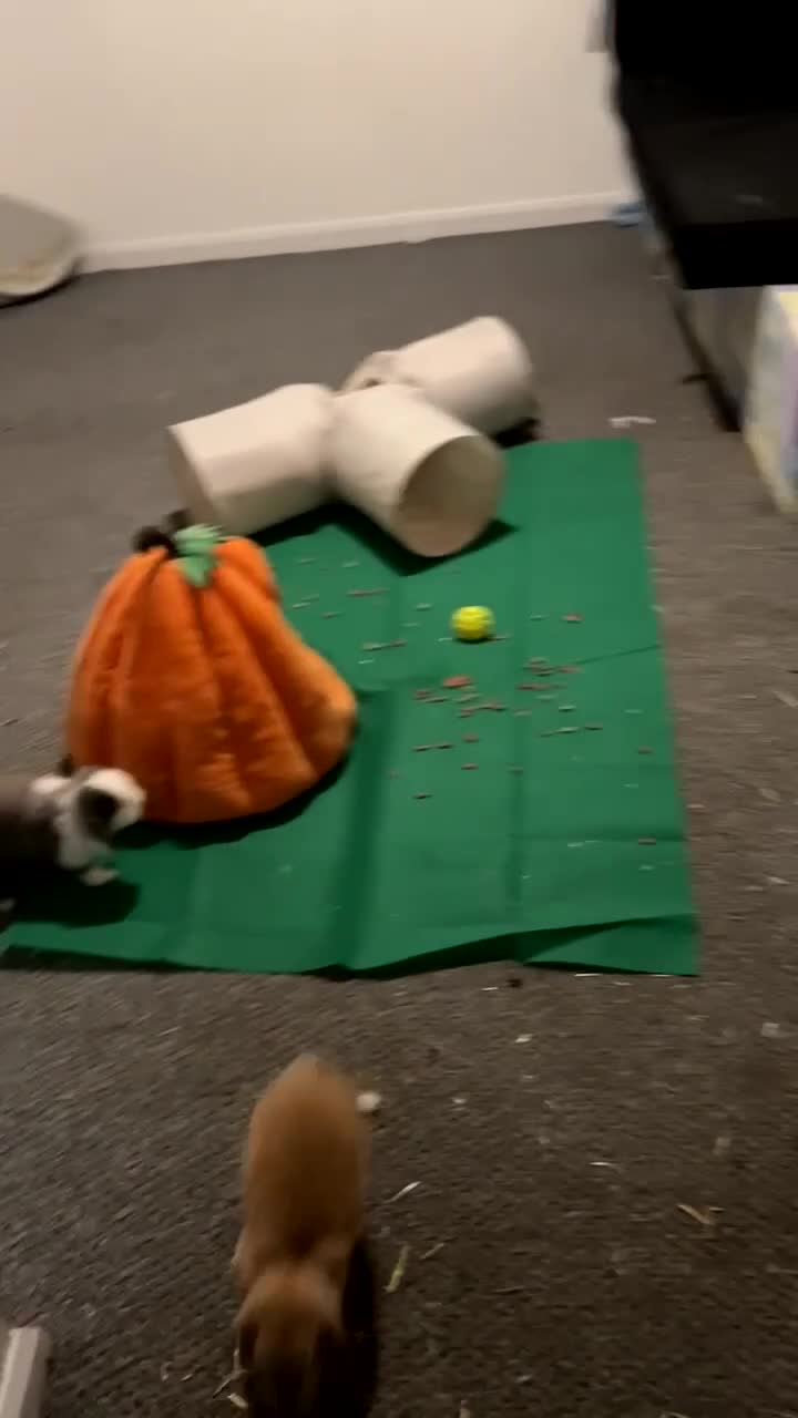 Mini Lop rabbits for sale: These 6 mini lops are in need of a new home - Video 1