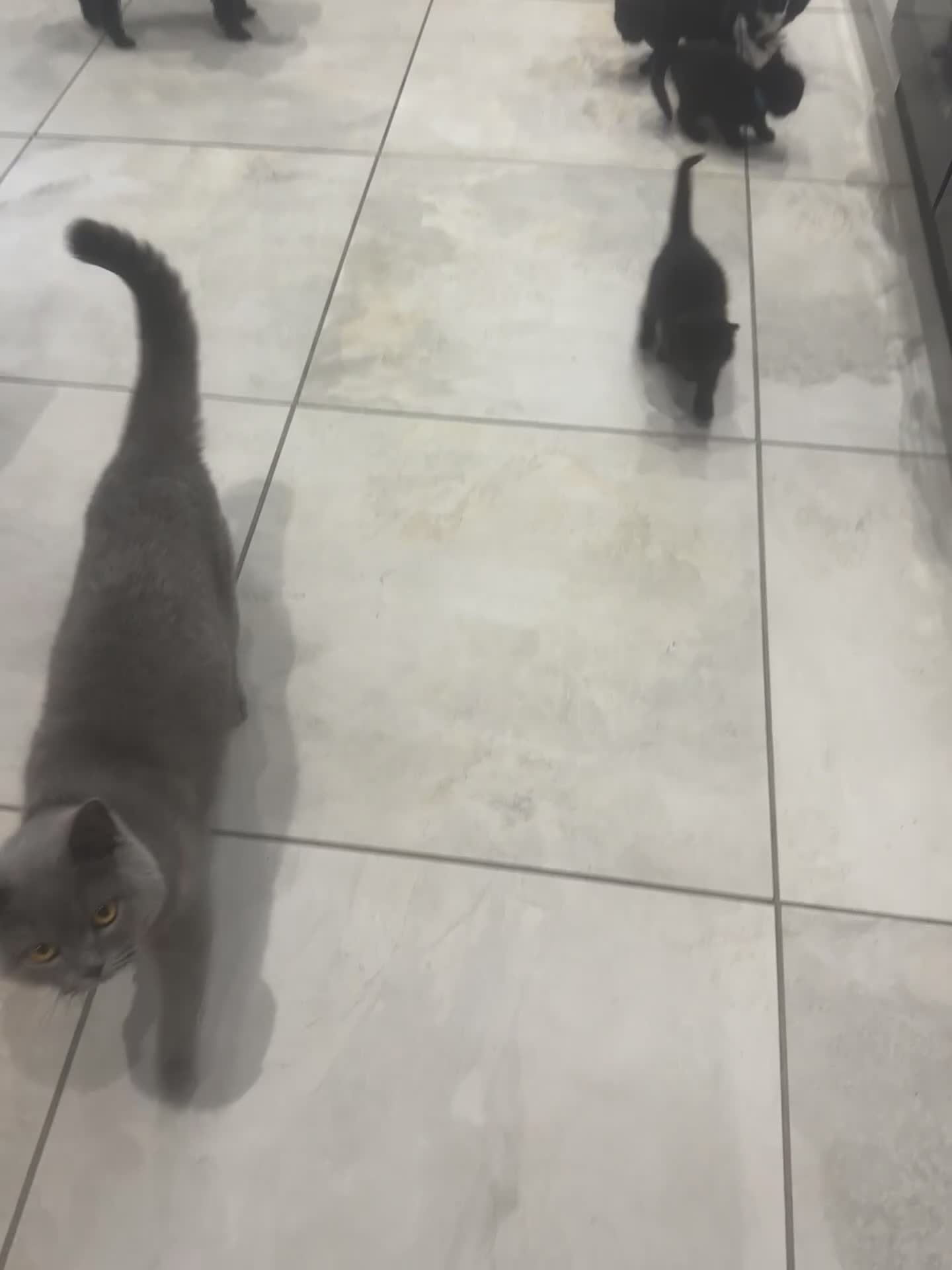 Mixed Breed cats for sale: British Shorthair Cross Kittens - Video 3