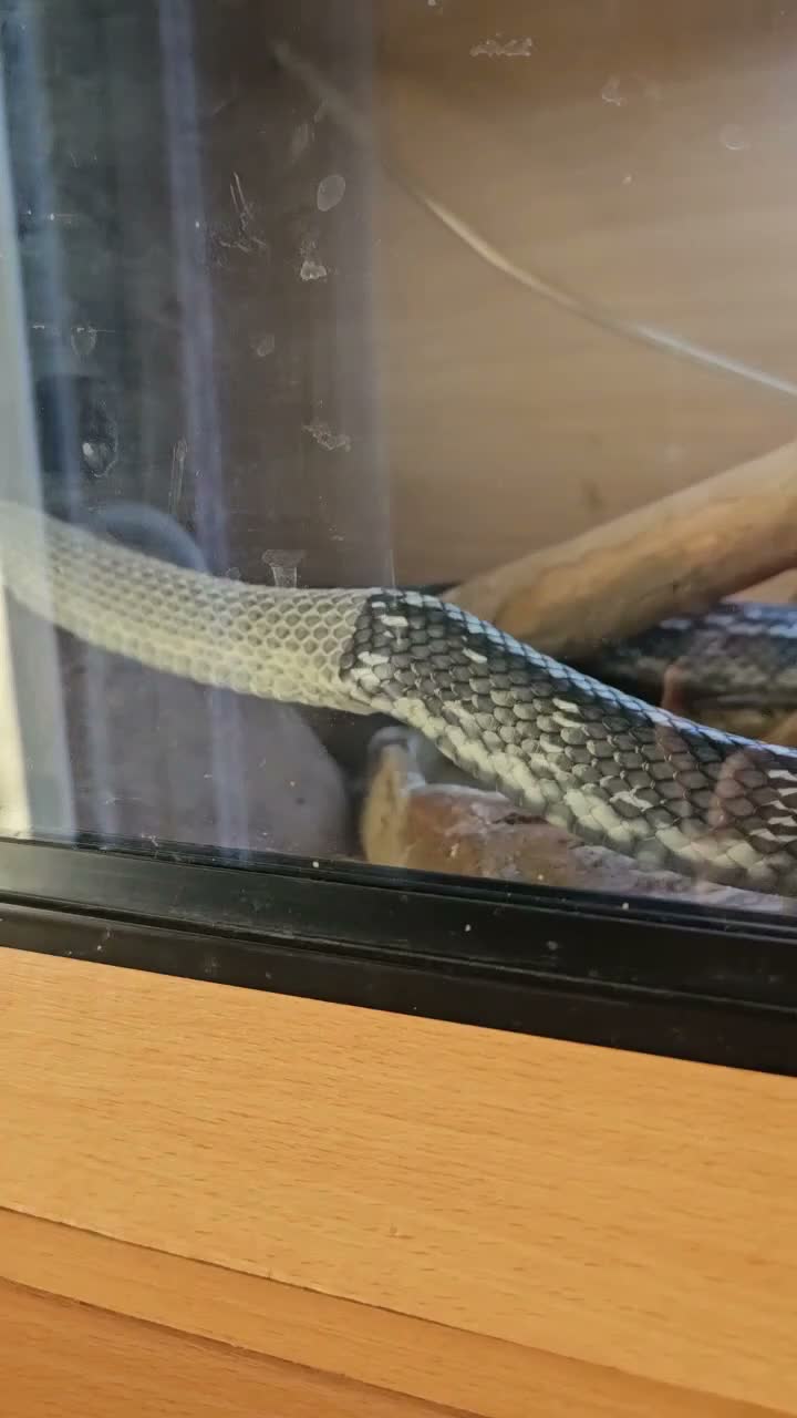 Rat Snake reptiles for sale: Female and male Vietnamese blue beauty rat snakes in Abertillery - Video 1