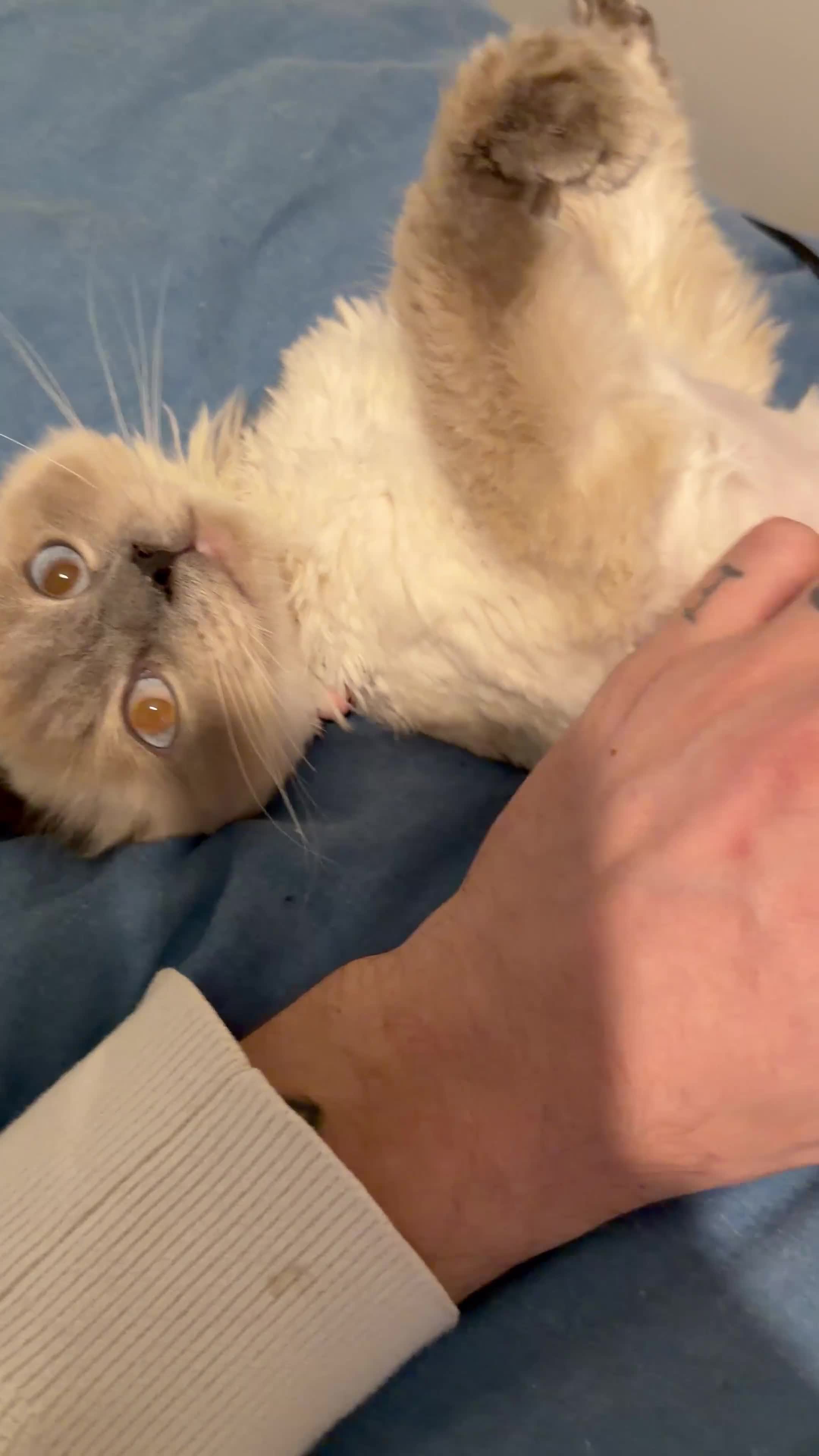 Ragdoll cats for sale: Ragdoll female kitten  in Oldbury - Video 1