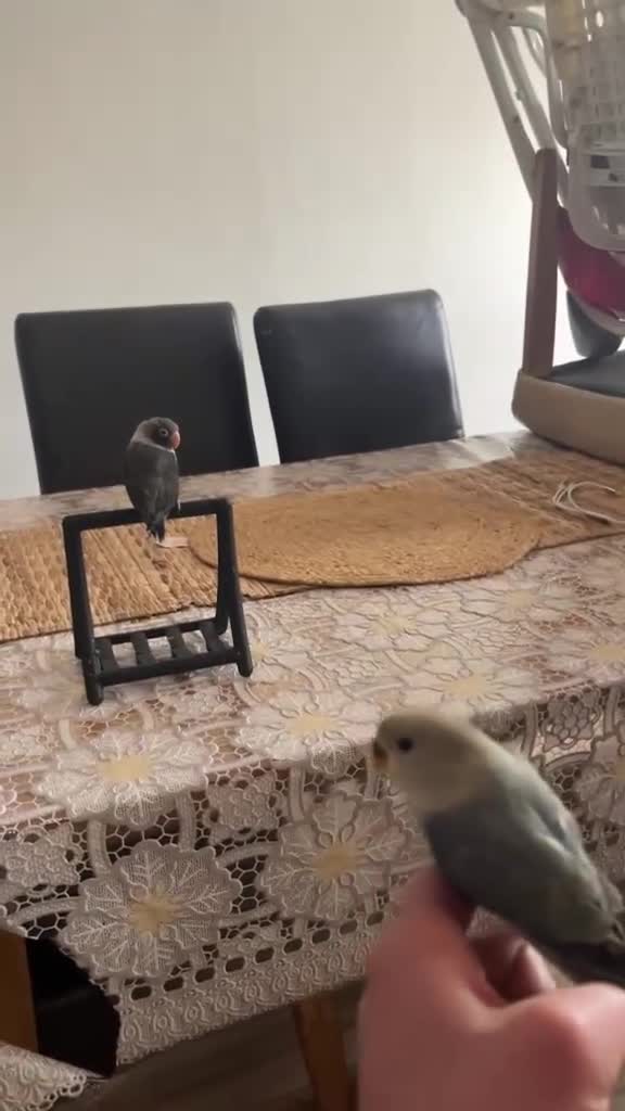 Lovebirds birds for sale: Cute young lovebirds - Video 1