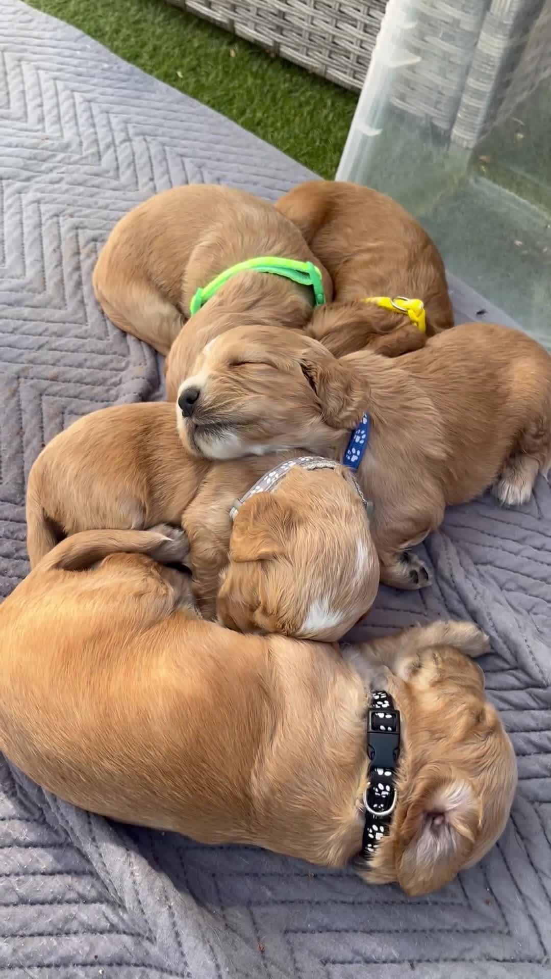 Cocker Spaniel dogs for sale: Working cocker spaniel puppies  - Video 1