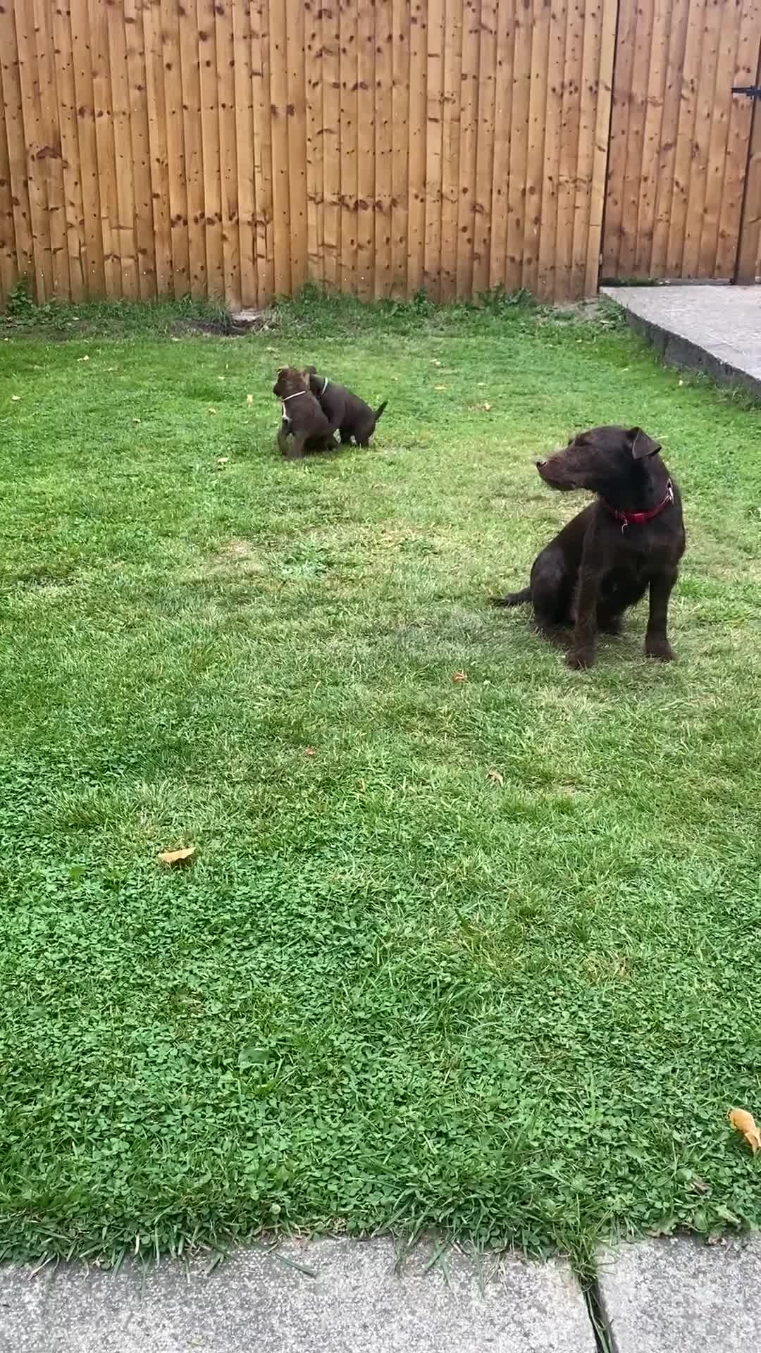 Patterdale Terrier dogs for sale: ⭐️PATTERDALE TERRIER PUPPIES  - Video 1