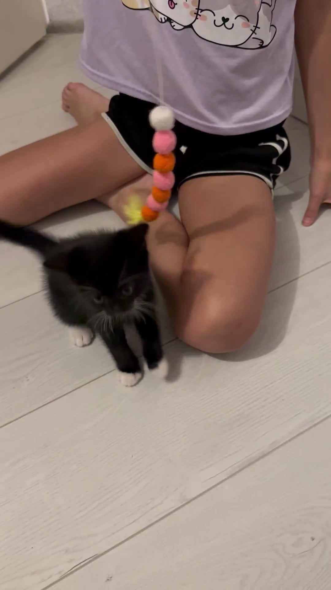 Mixed Breed cats for sale: Kittens for sale  in Cambridge - Video 1