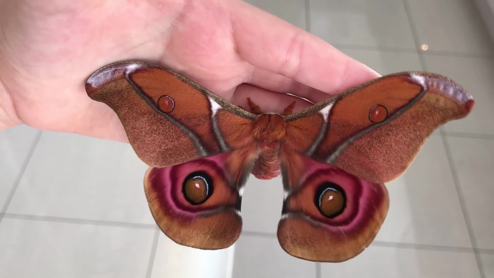 Mixed Breed invertebrates for sale: Madagascan Bullseye Moth Pupae x 5 - Video 1