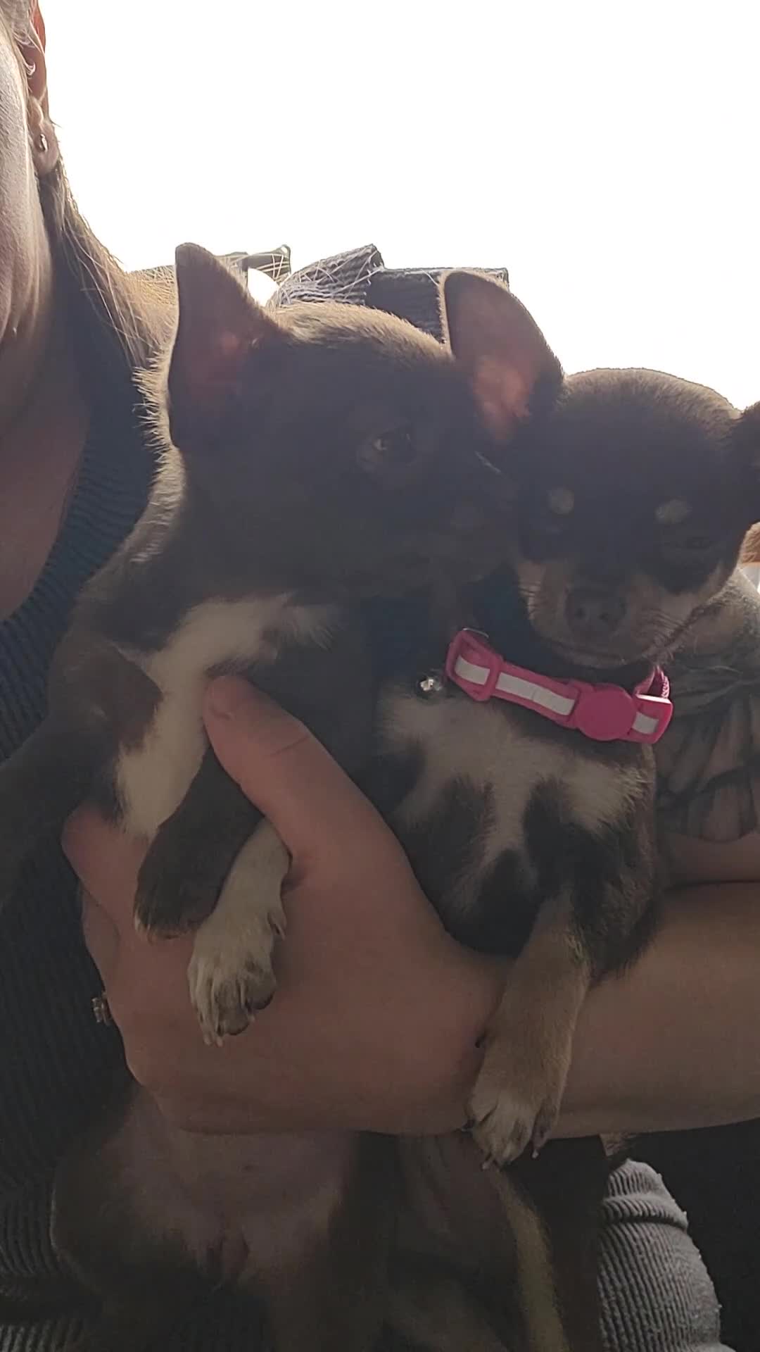 Chihuahua dogs for sale: Chihauhua Female For Sale  - Video 1