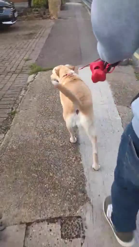 Labrador Retriever dogs for adoption: Dolly in foster in Essex  - Video 3