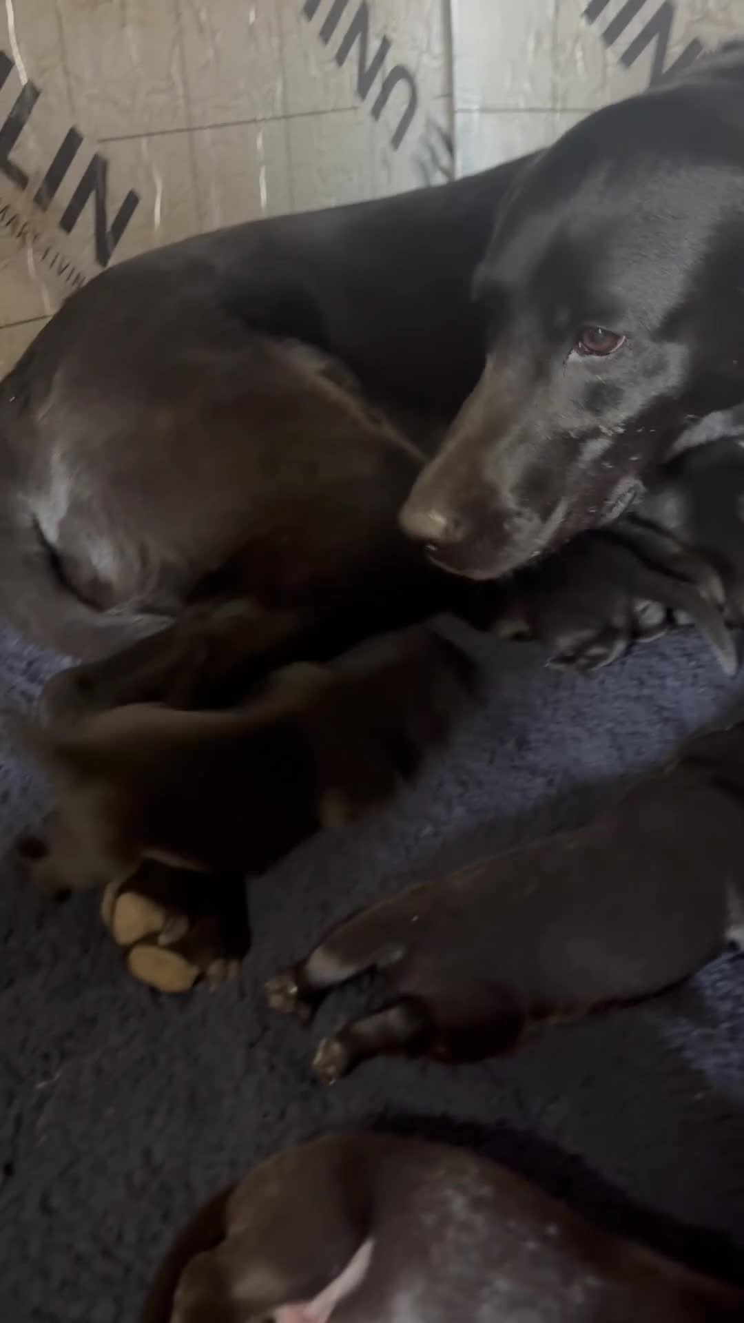 Labrador Retriever dogs for sale: Stunning Black Working Labrador Pups - Video 2