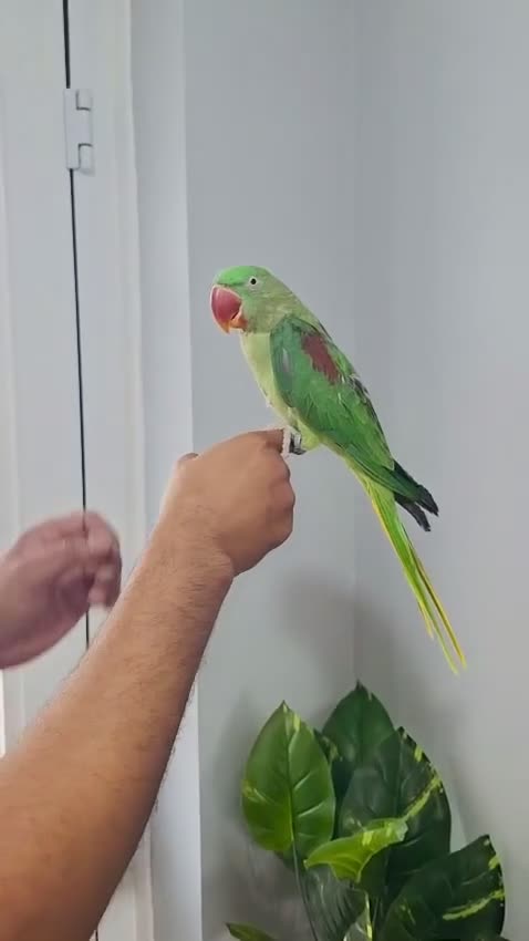 Parrots birds for sale: Beautiful hand tamed parrots for sale  - Video 1