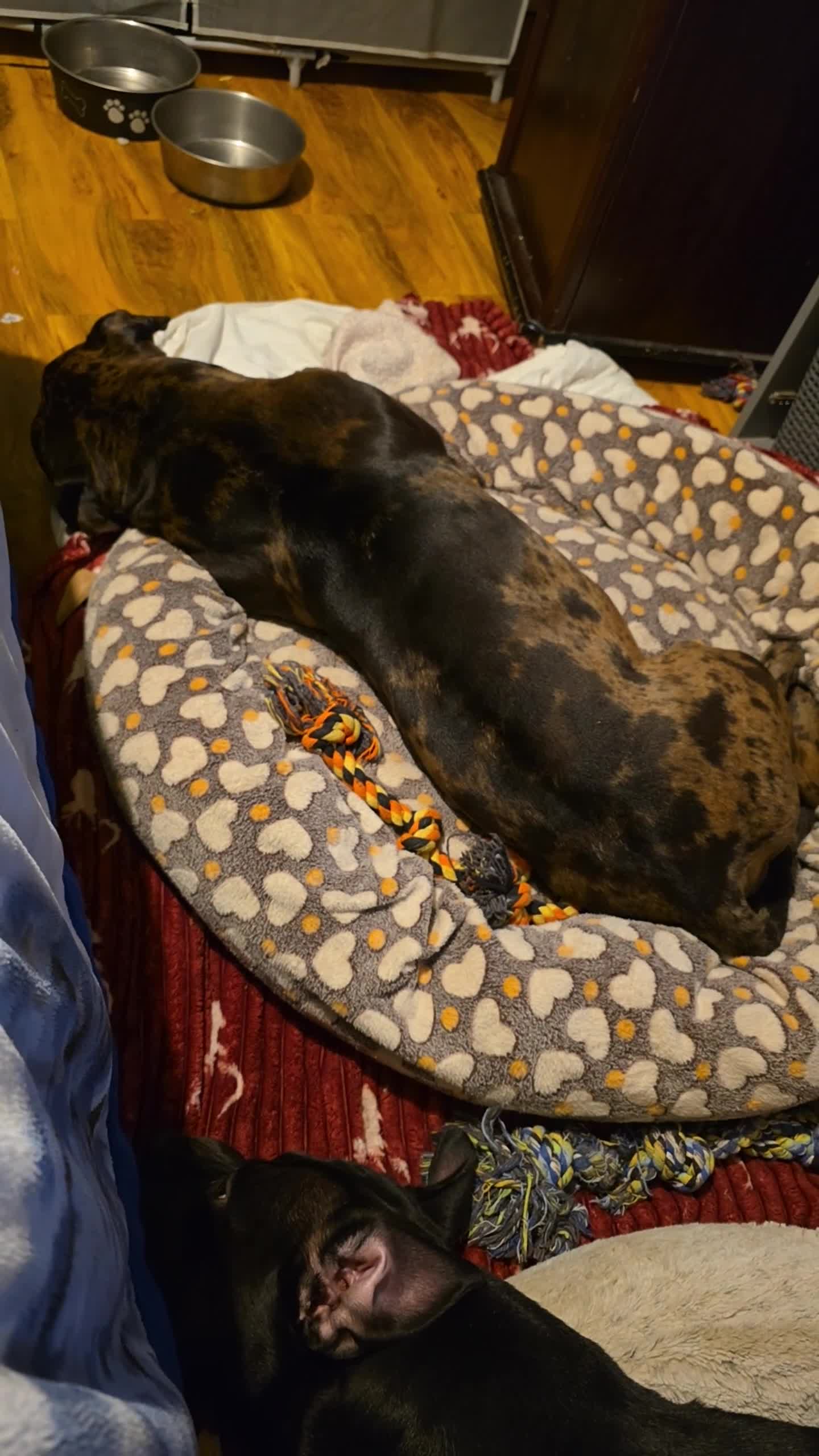 American Bulldog dogs for sale: Two loving dogs available due to medical issues - Video 4