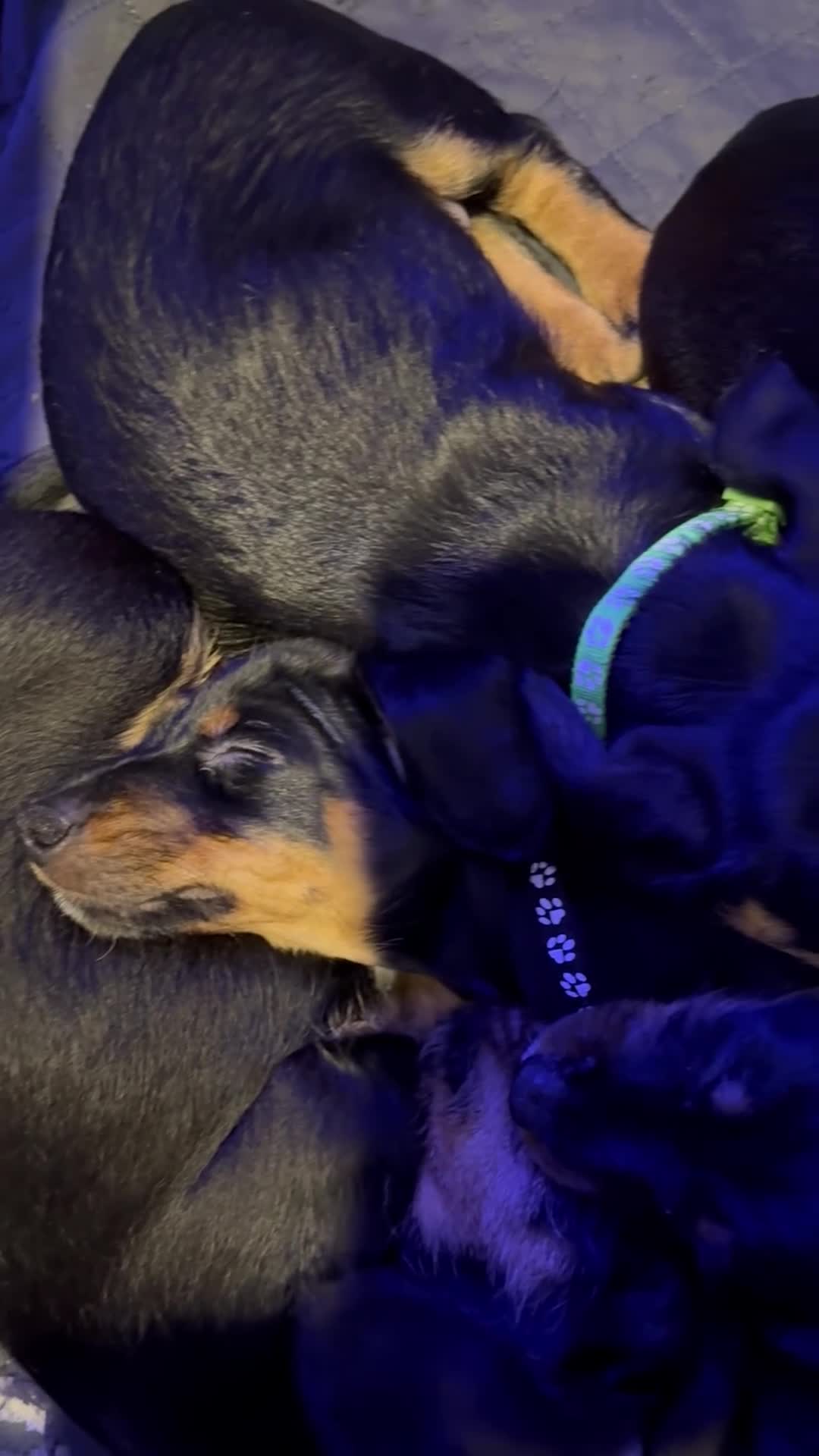 Dachshund dogs for sale: Gorgeous Standard wire haired & smooth Dachshunds - Video 1