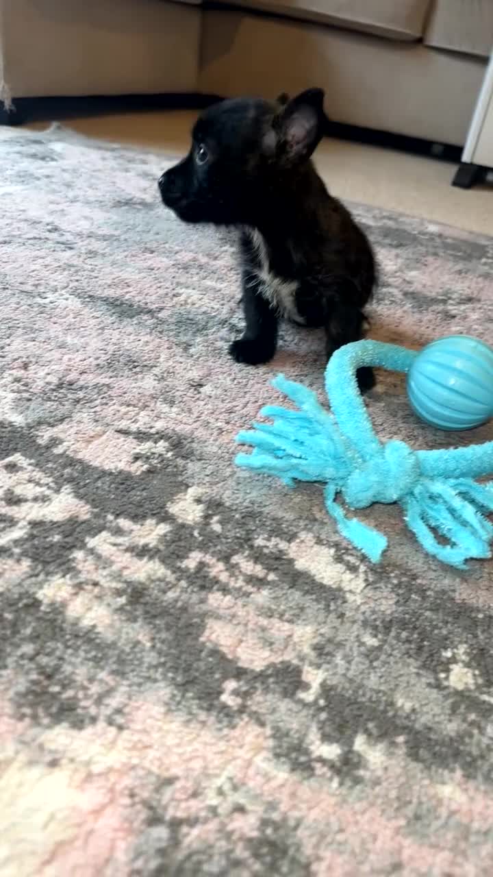 Mixed Breed dogs for sale: West highland cross Scottish terriers 2 left!  - Video 4