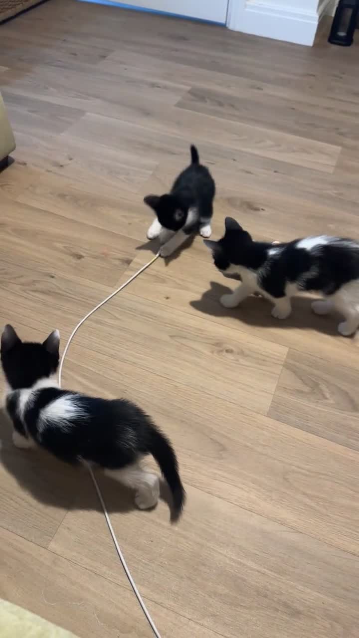 Mixed Breed cats for sale: 3 lovley kittens for sale - Video 1
