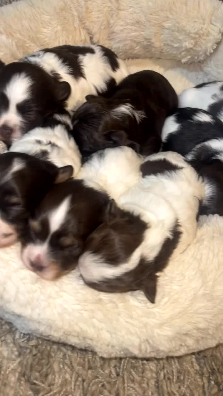 Havanese dogs for sale: Exceptional KC Reg Havanese Puppies – 5⭐ Pedigree, - Video 1
