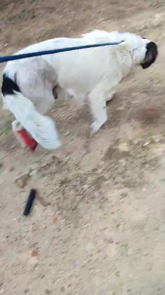 English Springer Spaniel dogs for adoption: JULIET - Video 1