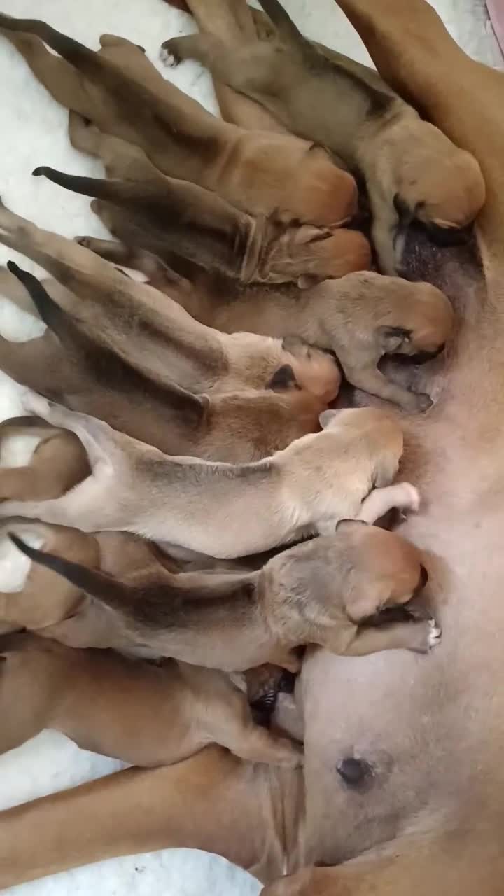 Rhodesian Ridgeback dogs for sale: Pedigree Rhodesian Ridgeback puppies.  in York - Video 1