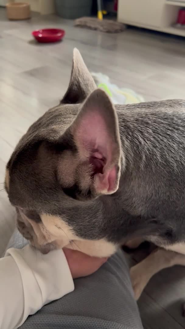 French Bulldog dogs for stud: George lilac and tan Stud 🔥 in Dartford - Video 1