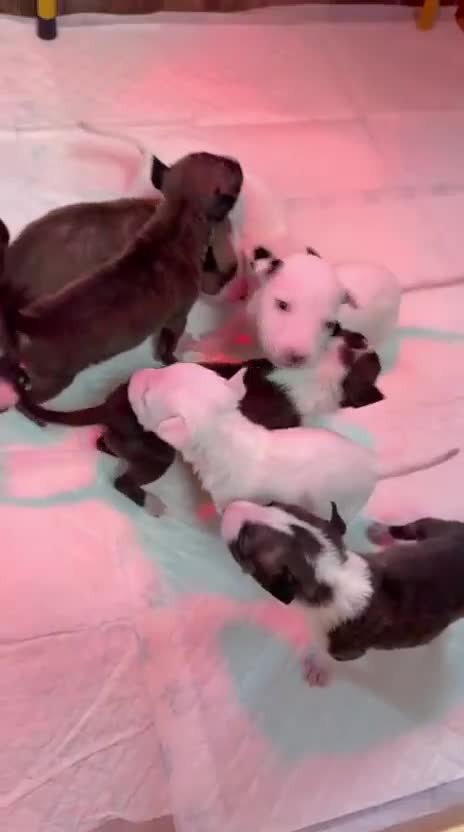 English Bull Terrier dogs for sale: English bull terriers puppies - Video 1