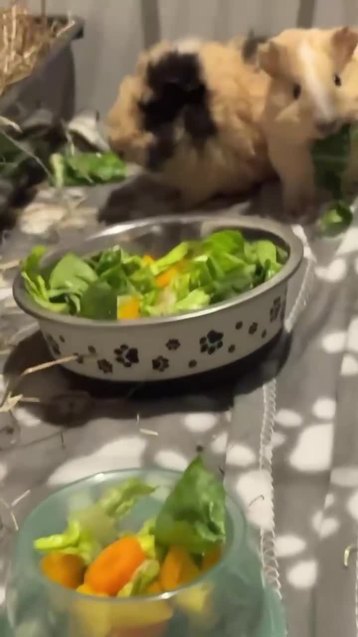 Guinea Pig rodents for sale: guinea pig in Ebbw Vale - Video 1