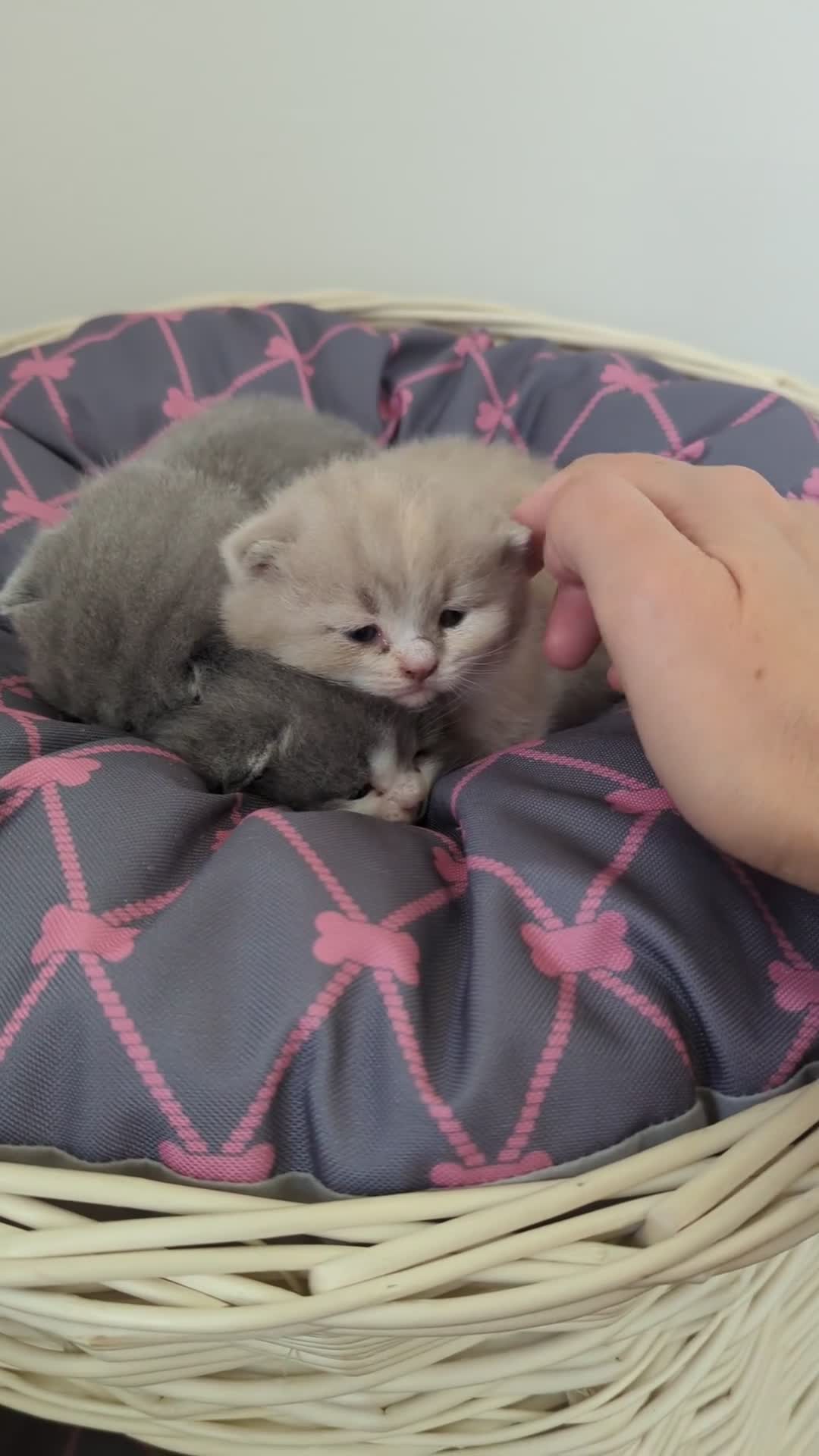 British Shorthair cats for sale: LAST 4 TICA CHAMPION BLOOD LINES BSH KITTENS - Video 1